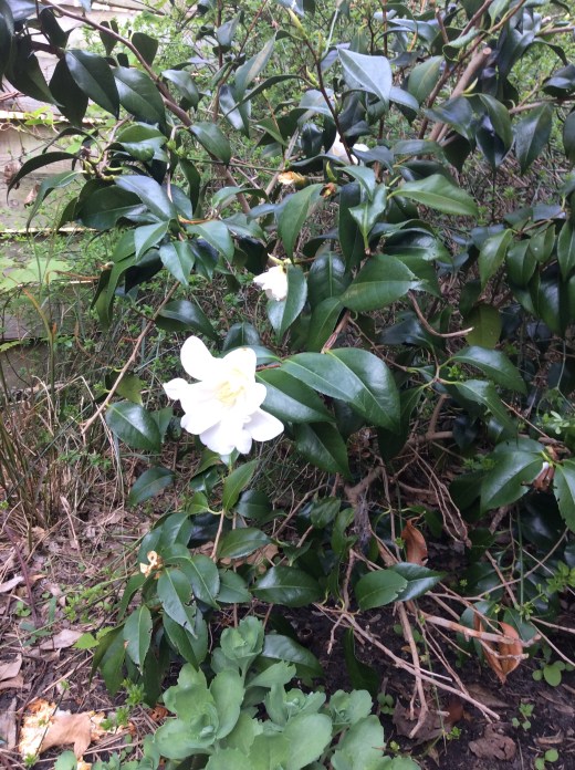 9EE6B23A-0E54-42BD-A7D3-D351DB71AF97